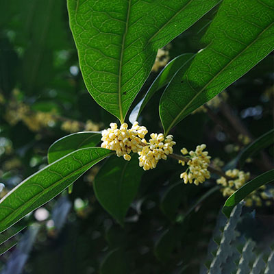 Aceite Esencial de Osmanthus