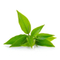 //rkrorwxhrkiklo5q-static.ldycdn.com/cloud/ljBpjKnilqSRoioqljlkiq/best-green-tea-leaf-essential-oil-Chinaplantoil-fengzuoil-60-60.jpg