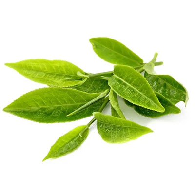 Aceite de té verde